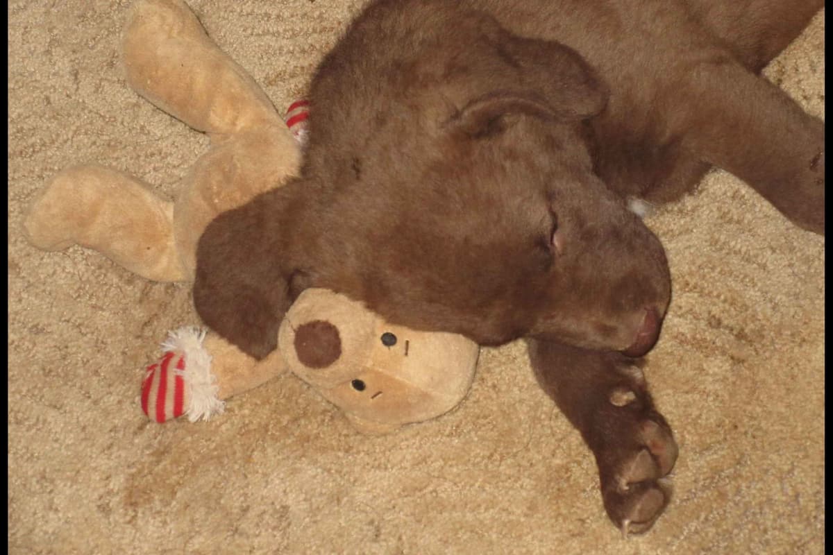 Chesapeake Bay Retriever Puppies breeder image 12