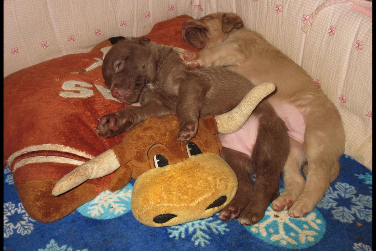 Chesapeake Bay Retriever Puppies breeder image 13