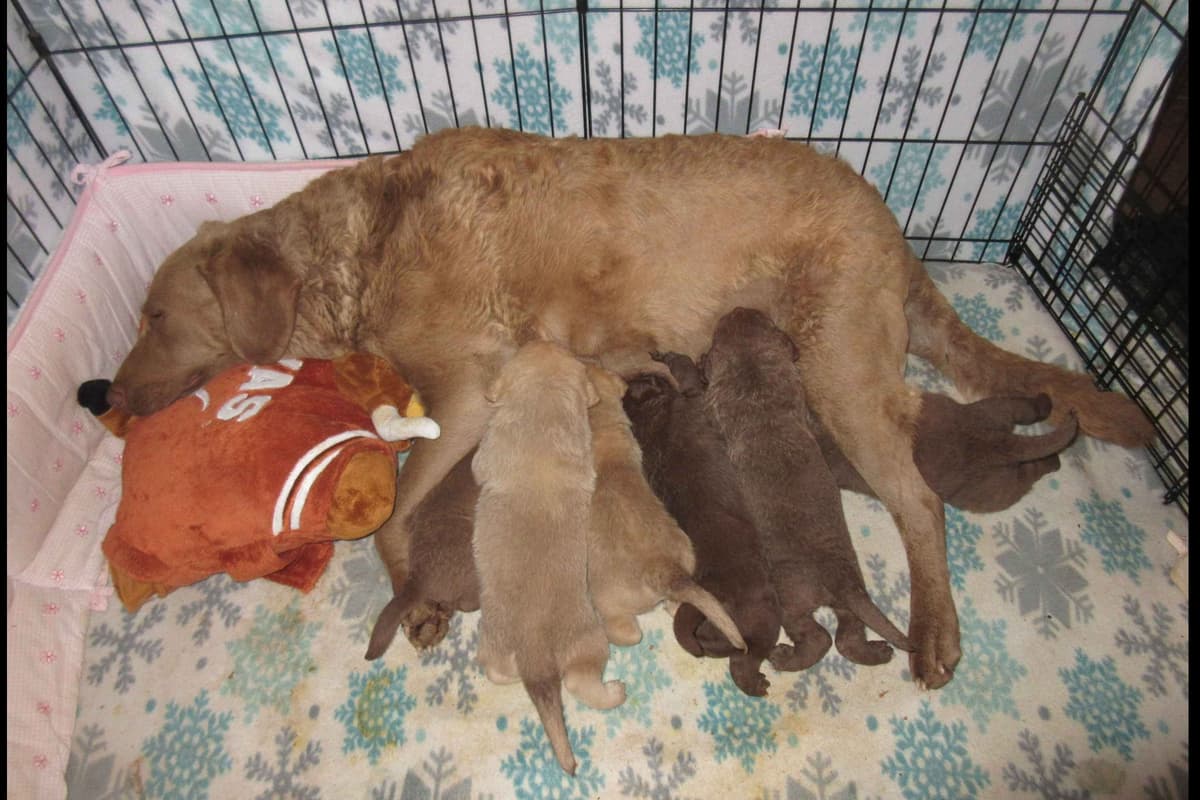 Chesapeake Bay Retriever Puppies breeder image 14
