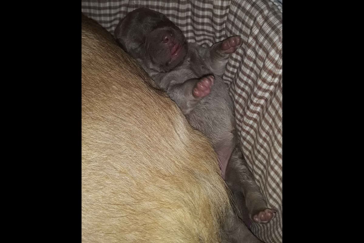 Chesapeake Bay Retriever Puppies breeder image 16