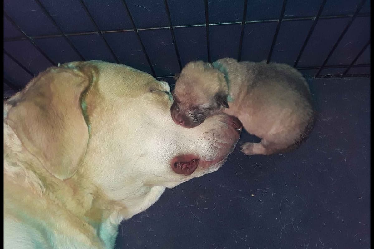 Chesapeake Bay Retriever Puppies breeder image 17