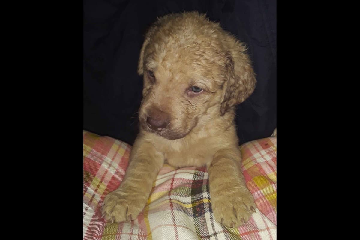 Chesapeake Bay Retriever Puppies breeder image 18