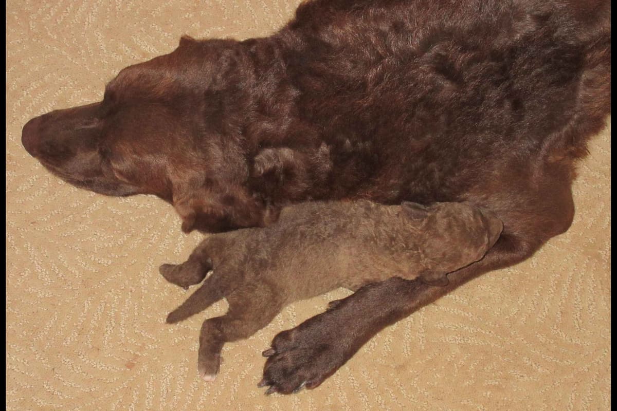 Chesapeake Bay Retriever Puppies breeder image 19