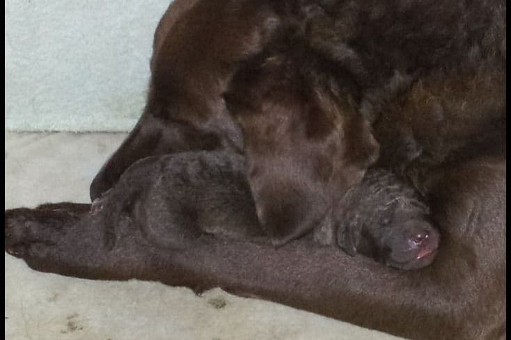 Chesapeake Bay Retriever Puppies breeder image 20