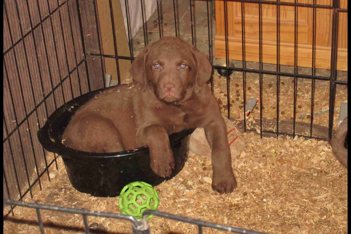 Chesapeake Bay Retriever Puppies breeder image 21