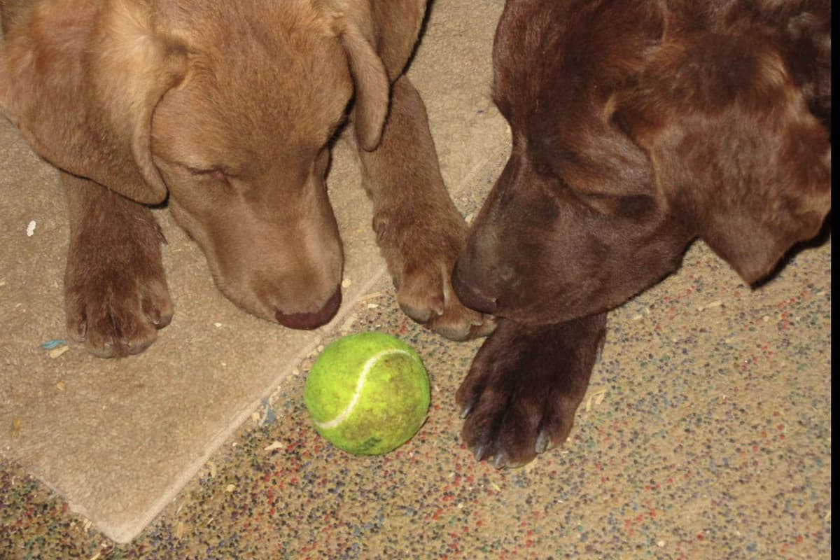 Chesapeake Bay Retriever Puppies breeder image 22