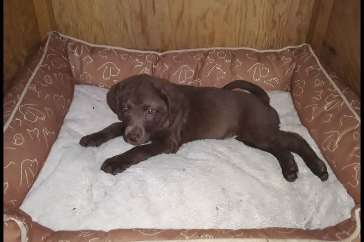 Chesapeake Bay Retriever Puppies breeder image 24