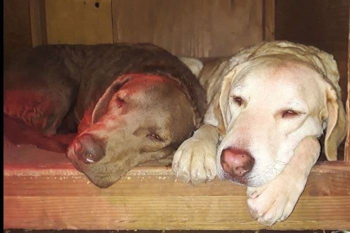 Chesapeake Bay Retriever Puppies breeder image 25
