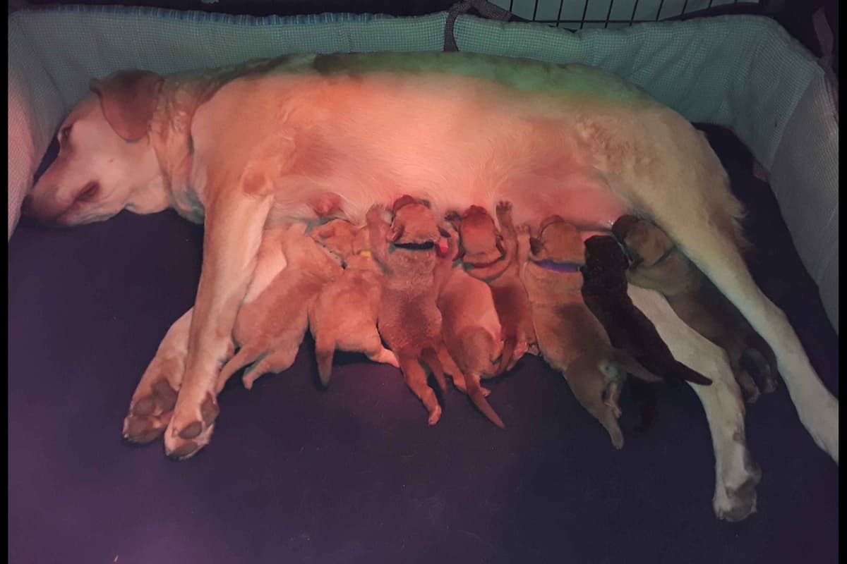 Chesapeake Bay Retriever Puppies breeder image 26