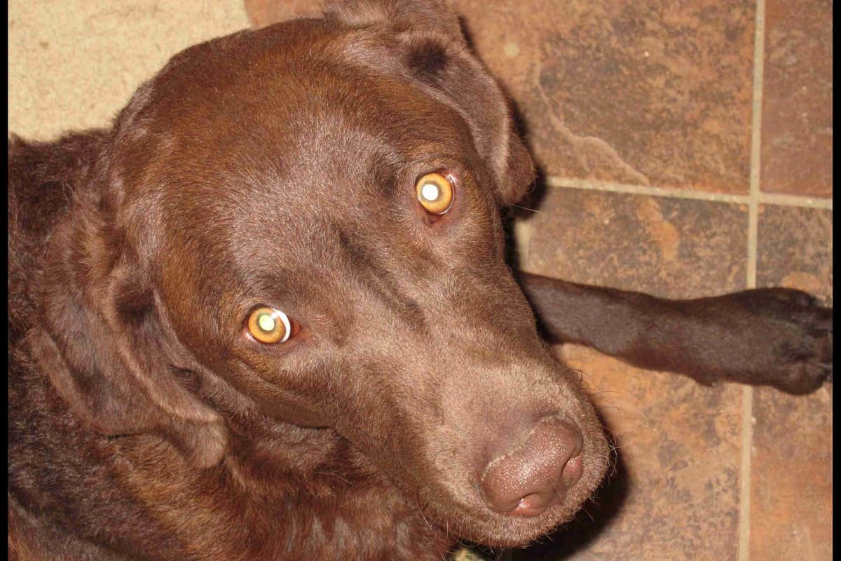 Chesapeake Bay Retriever Puppies breeder image 27