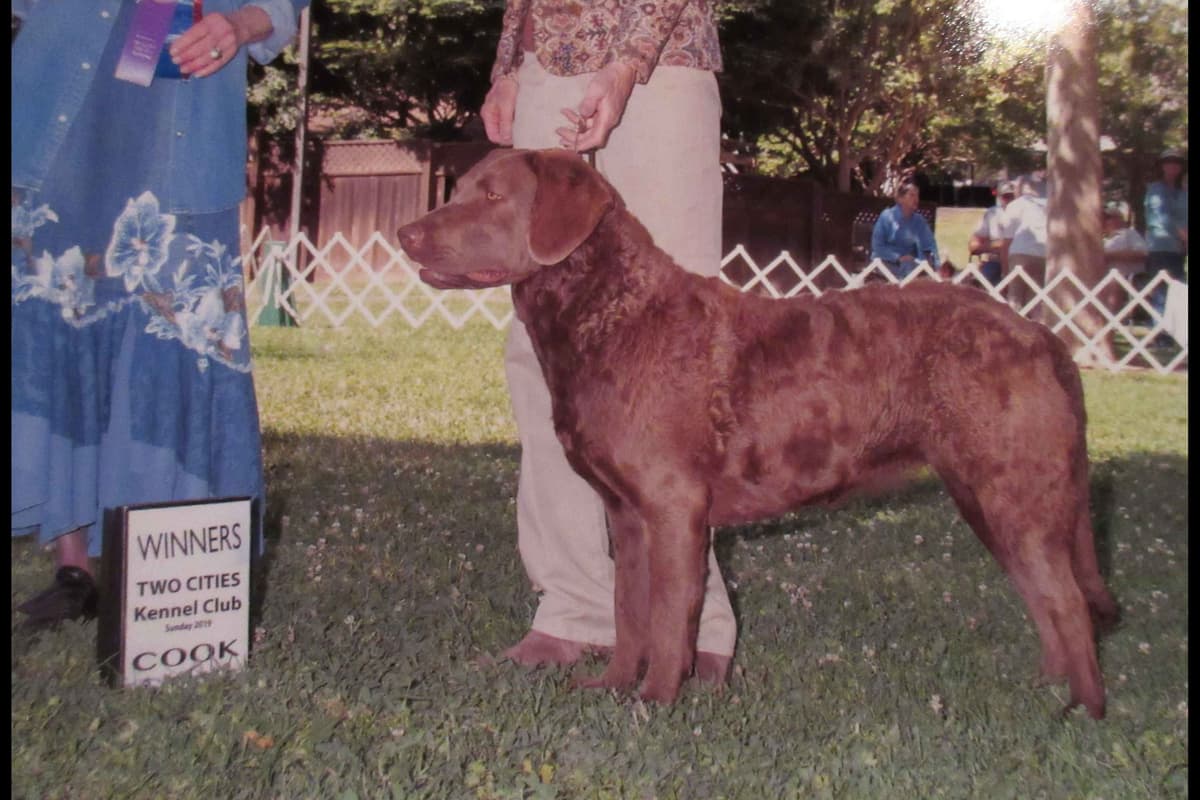Chesapeake Bay Retriever Puppies breeder image 28