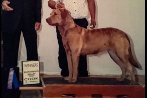 Chesapeake Bay Retriever Puppies breeder image 29