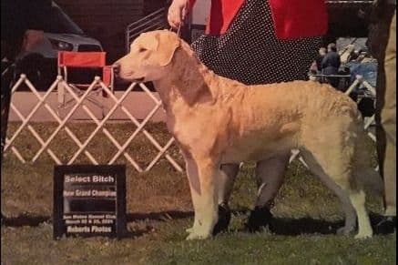 Chesapeake Bay Retriever Puppies breeder image 30