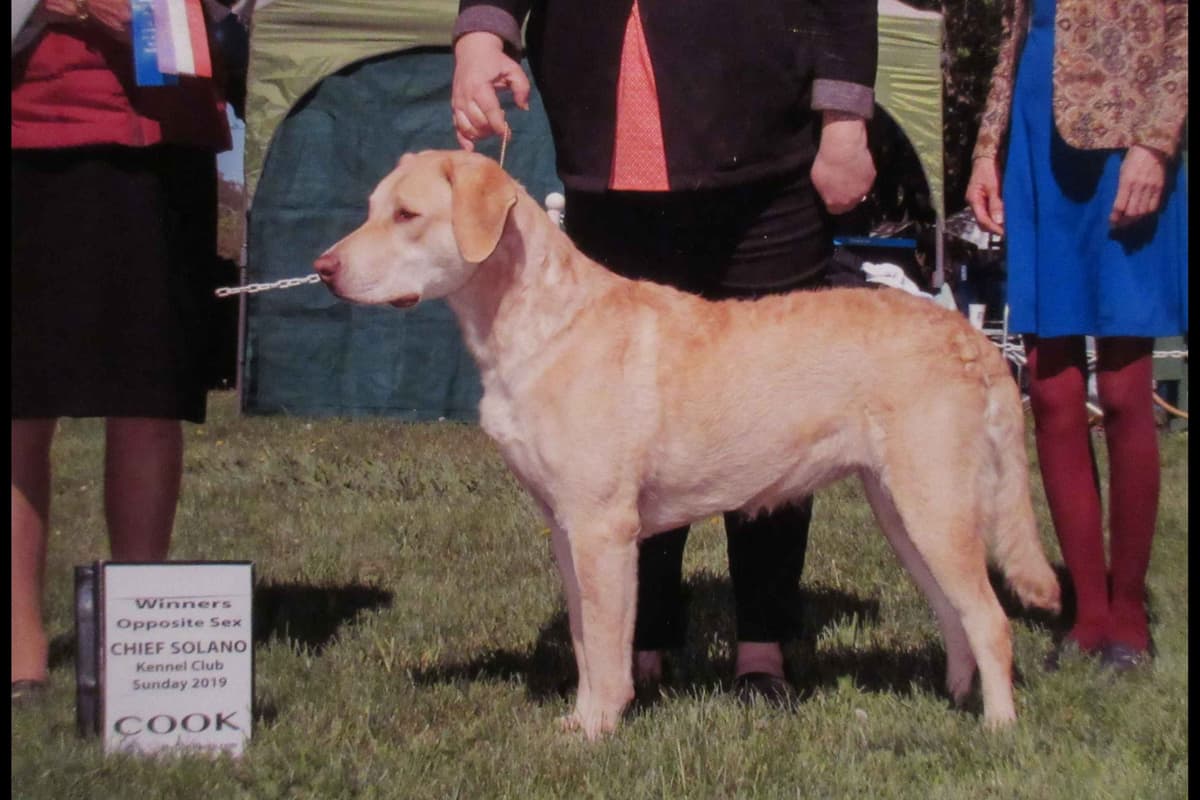 Chesapeake Bay Retriever Puppies breeder image 31