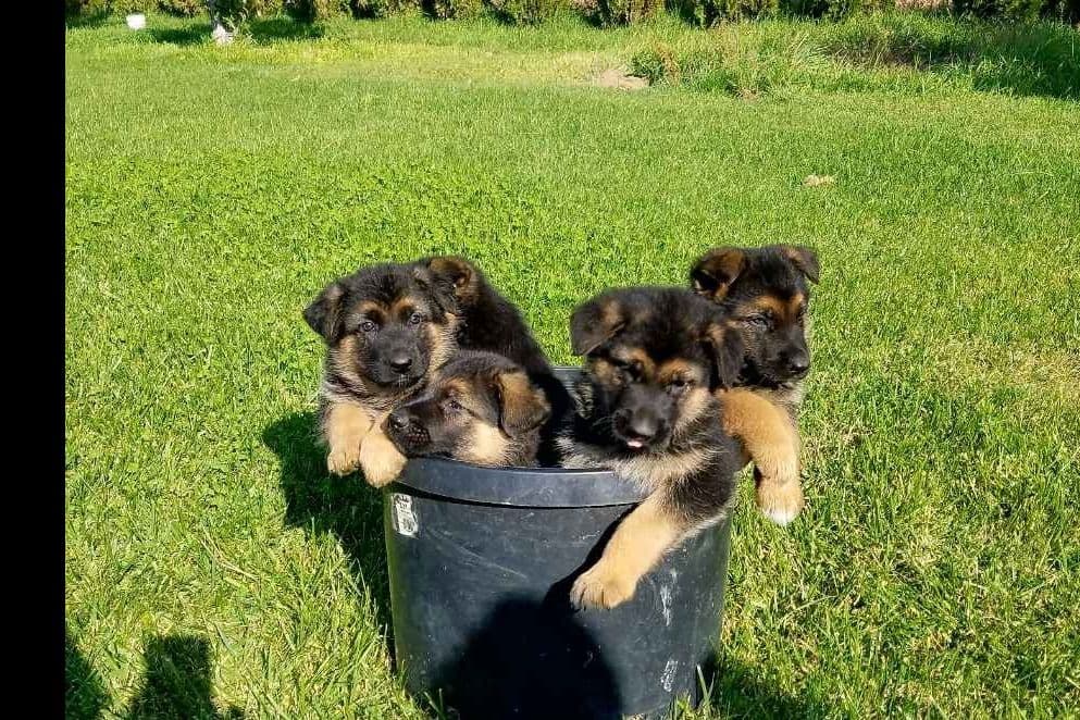 Playful, Tri-color, Pomeranian Puppies breeder image 4