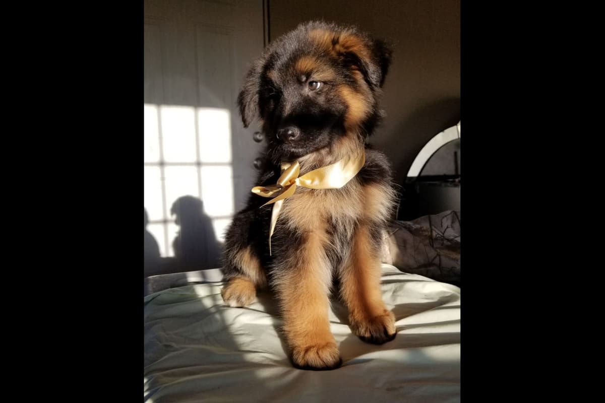 Playful, Tri-color, Pomeranian Puppies breeder image 2