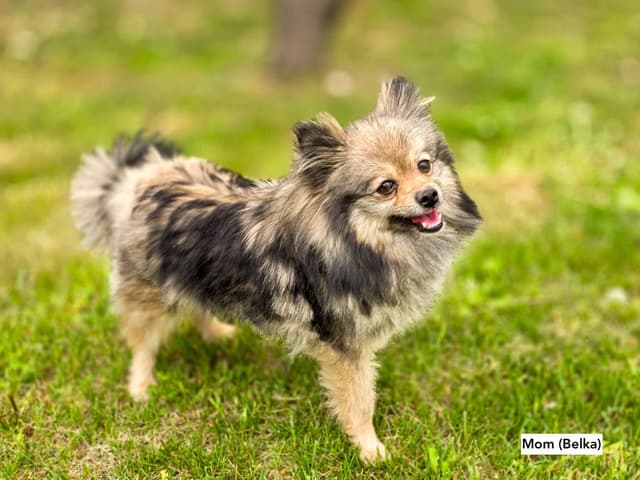 Playful, Tri-color, Pomeranian Puppies media 11
