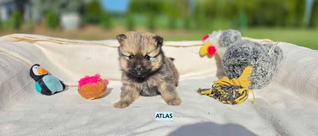 Playful, Tri-color, Pomeranian Puppies media 7