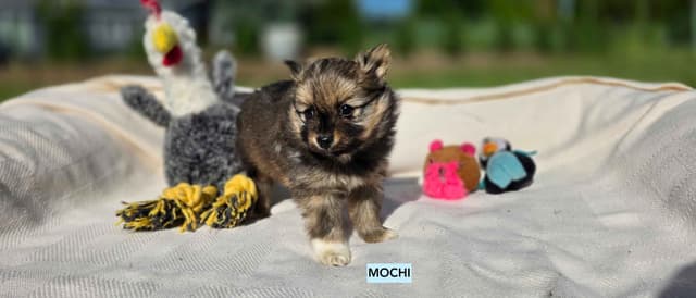 Playful, Tri-color, Pomeranian Puppies media 6