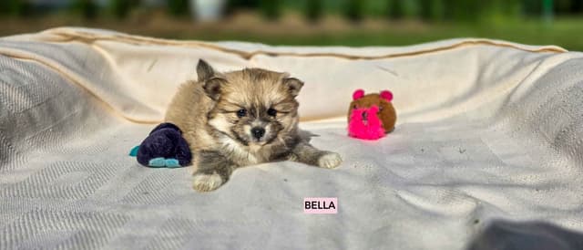 Playful, Tri-color, Pomeranian Puppies media 4