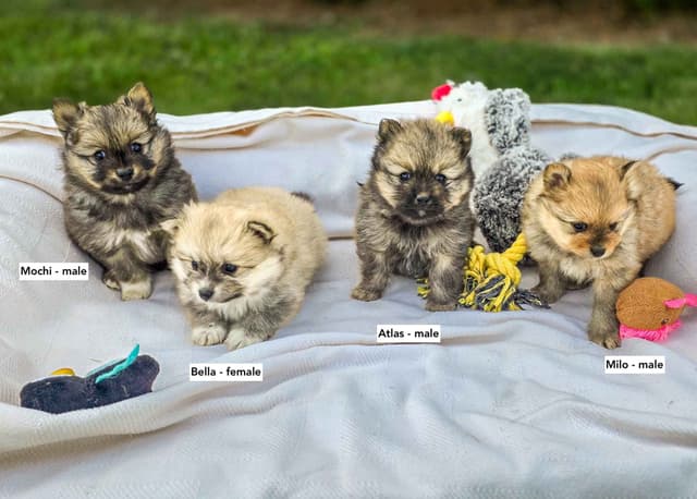 Playful, Tri-color, Pomeranian Puppies media 3