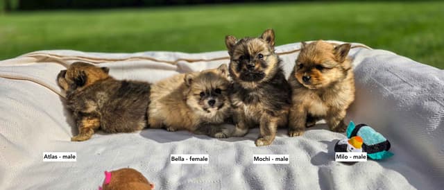 Playful, Tri-color, Pomeranian Puppies media 10