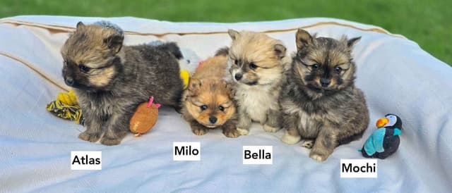 Playful, Tri-color, Pomeranian Puppies media 9