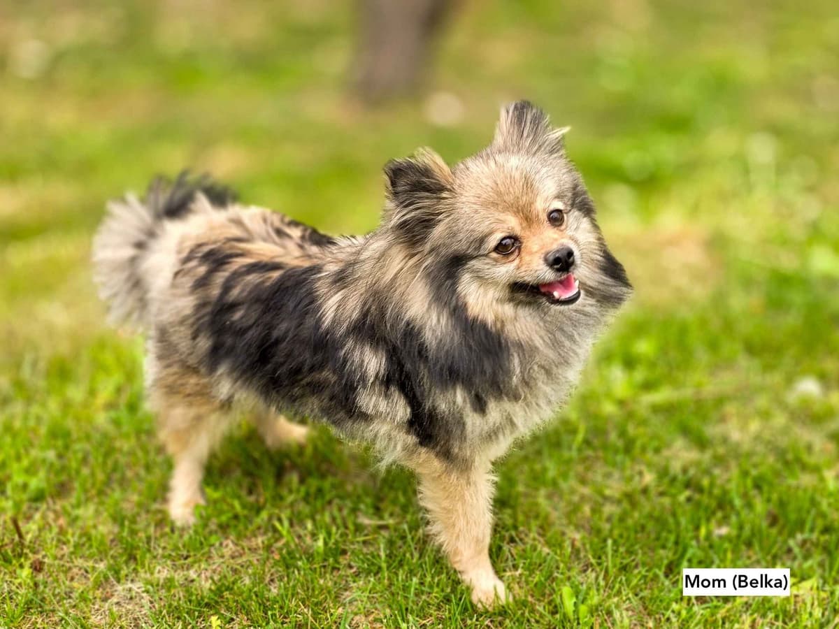 Playful, Tri-color, Pomeranian Puppies breeder image 5