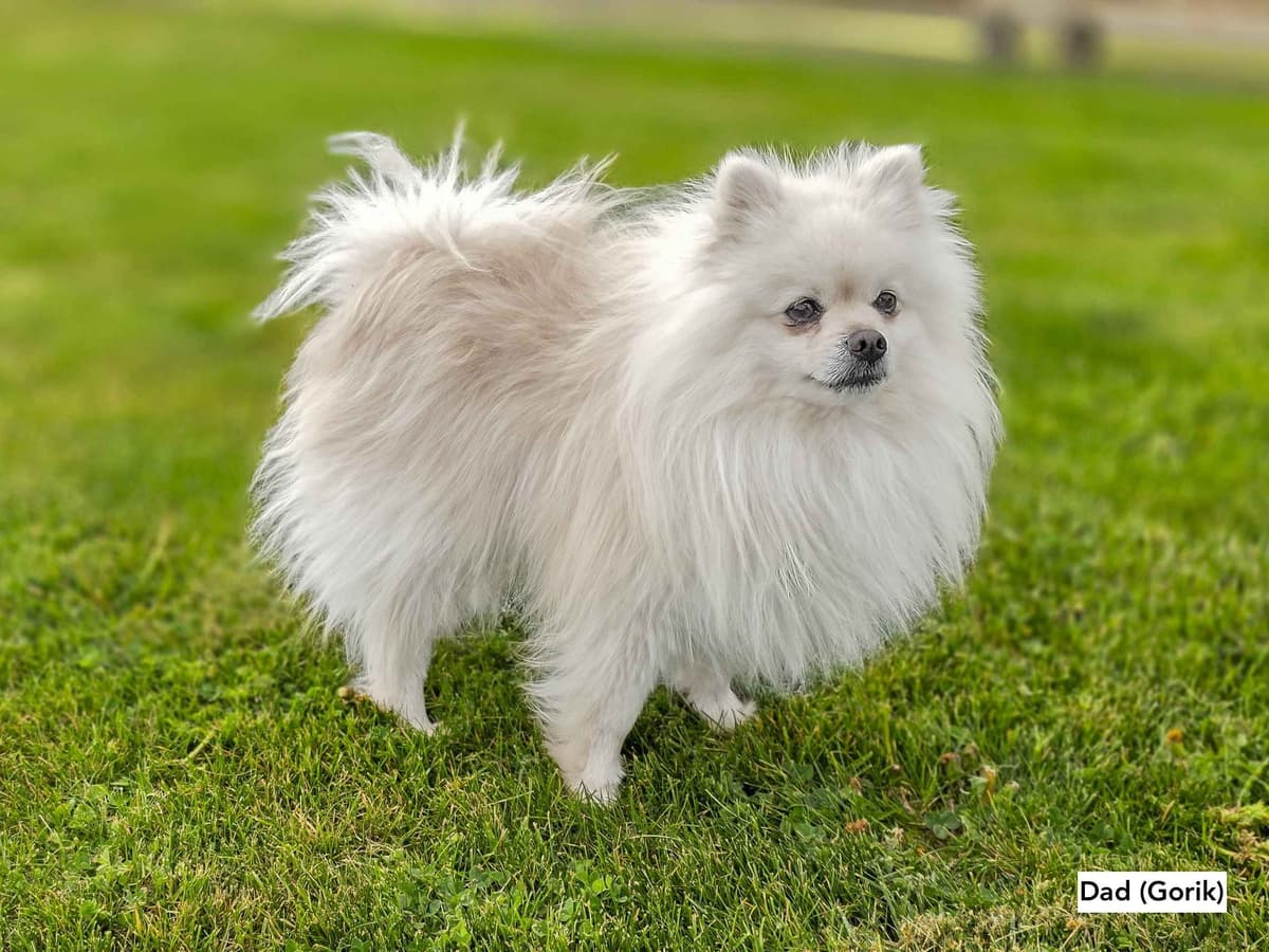 Playful, Tri-color, Pomeranian Puppies breeder image 6