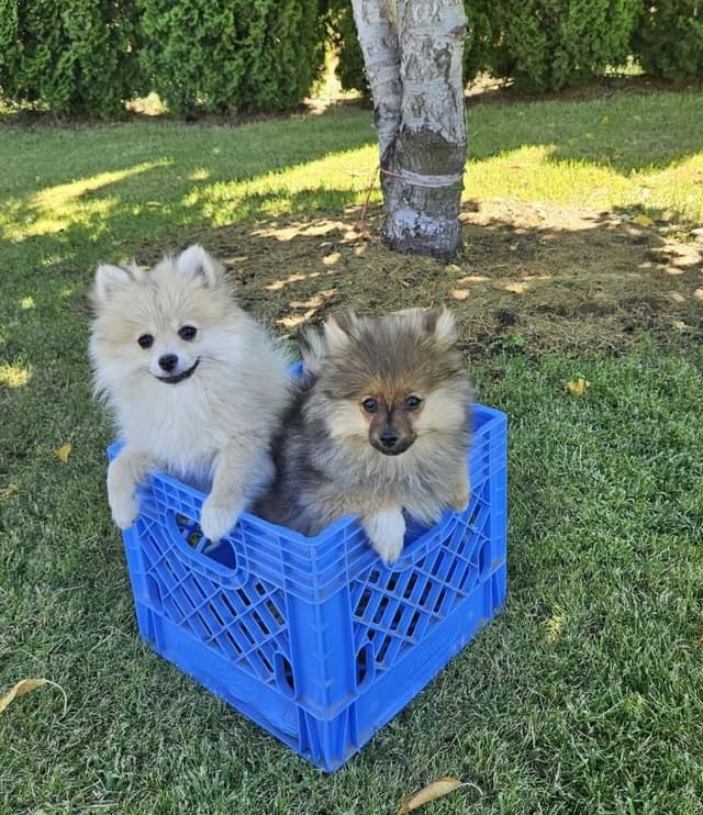 Playful, Tri-color, Pomeranian Puppies media 2