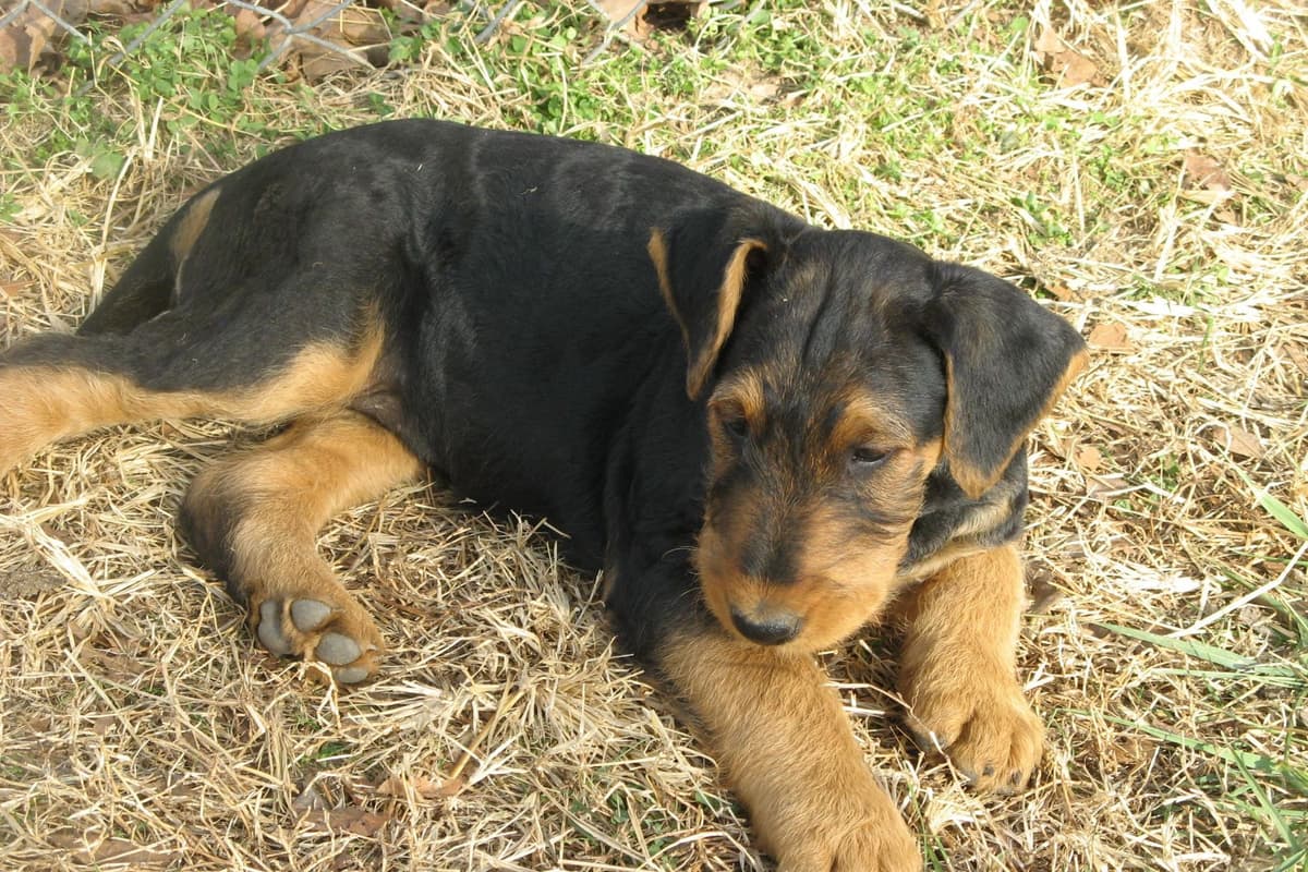 Airedale Terrier Puppies breeder image 12