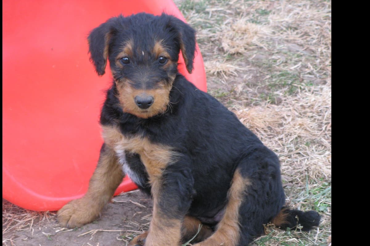 Airedale Terrier Puppies breeder image 10