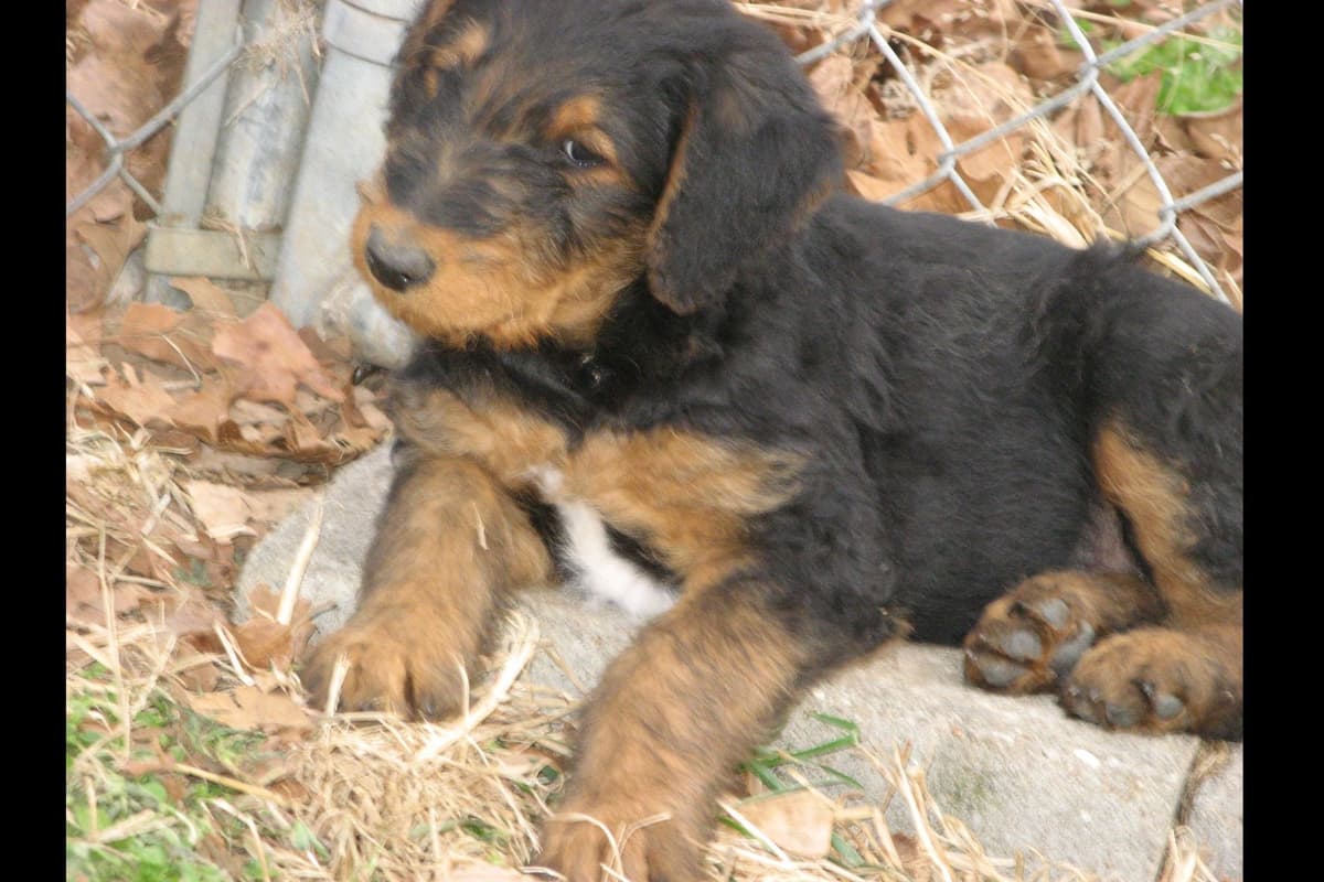 Airedale Terrier Puppies breeder image 7