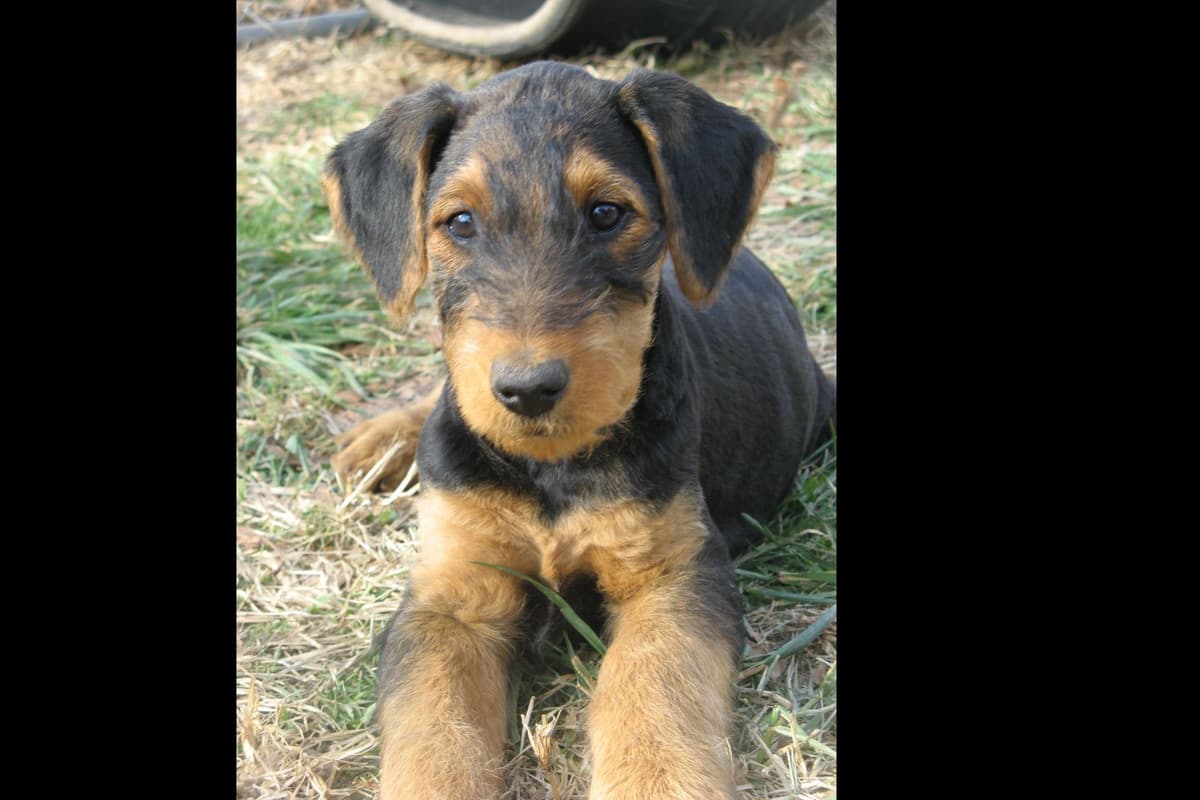 Airedale Terrier Puppies breeder image 9