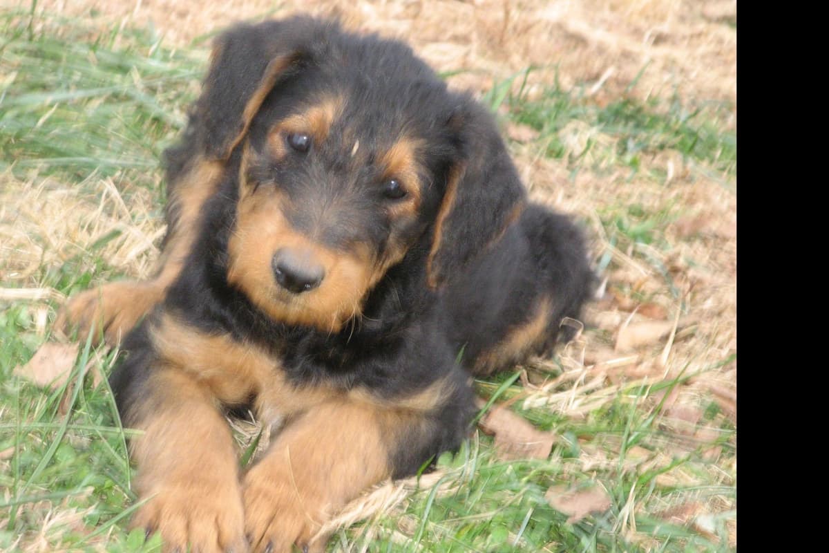 Airedale Terrier Puppies breeder image 8