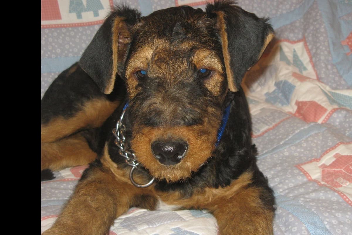 Airedale Terrier Puppies breeder image 2