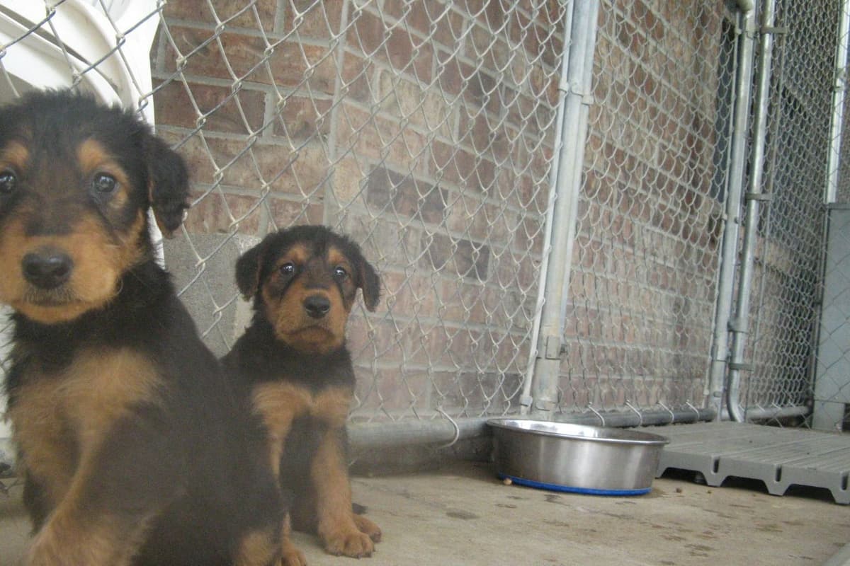 Airedale Terrier Puppies breeder image 6