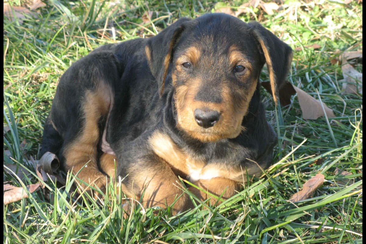 Airedale Terrier Puppies breeder image 14