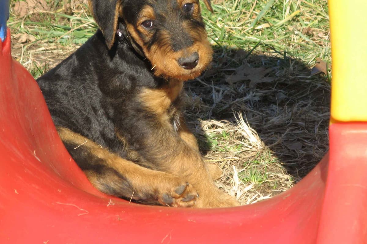Airedale Terrier Puppies breeder image 15