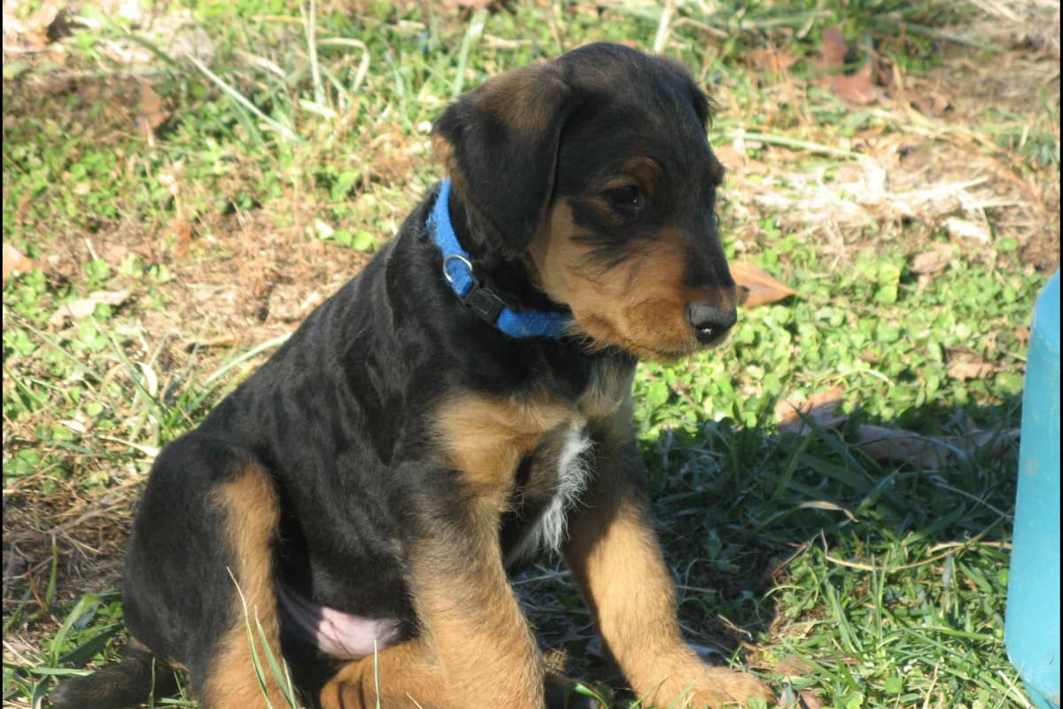 Airedale Terrier Puppies breeder image 16