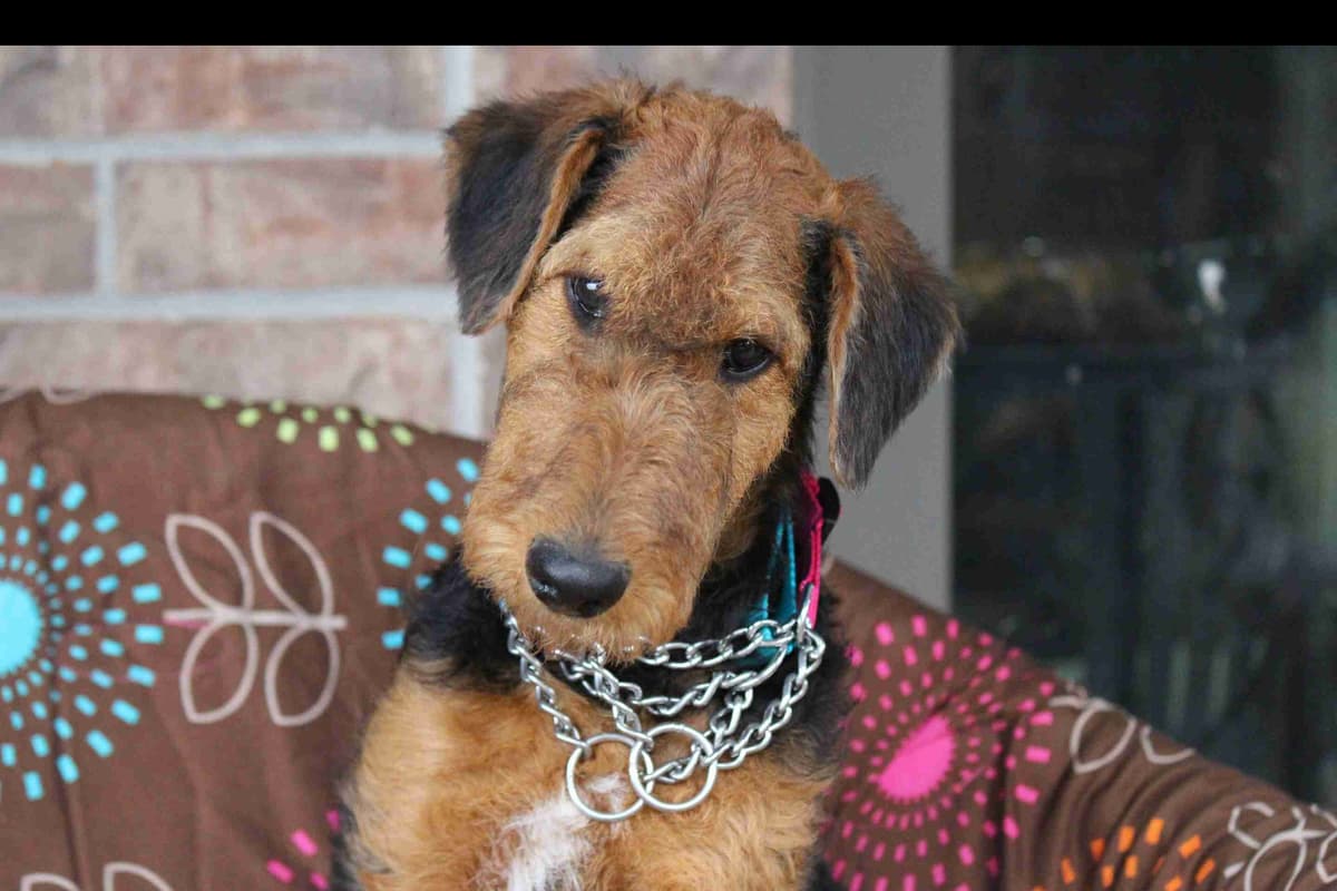 Airedale Terrier Puppies breeder image 20