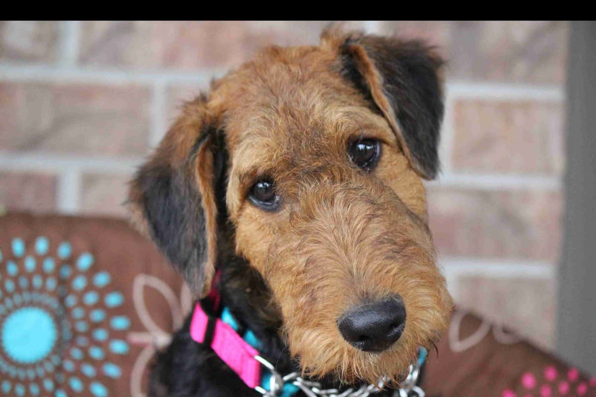 Airedale Terrier Puppies breeder image 19