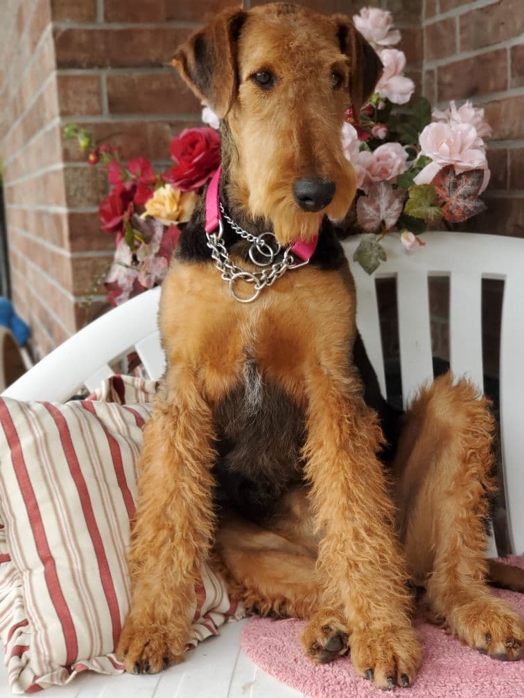 Airedale Terrier Puppies breeder image 17