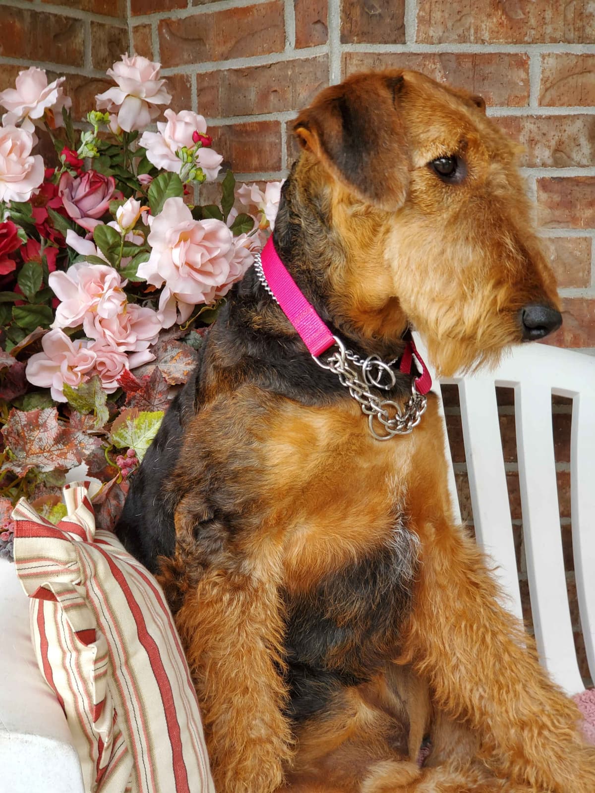 Airedale Terrier Puppies breeder image 18