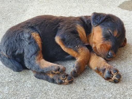 Airedale Terrier Puppies breeder image 3