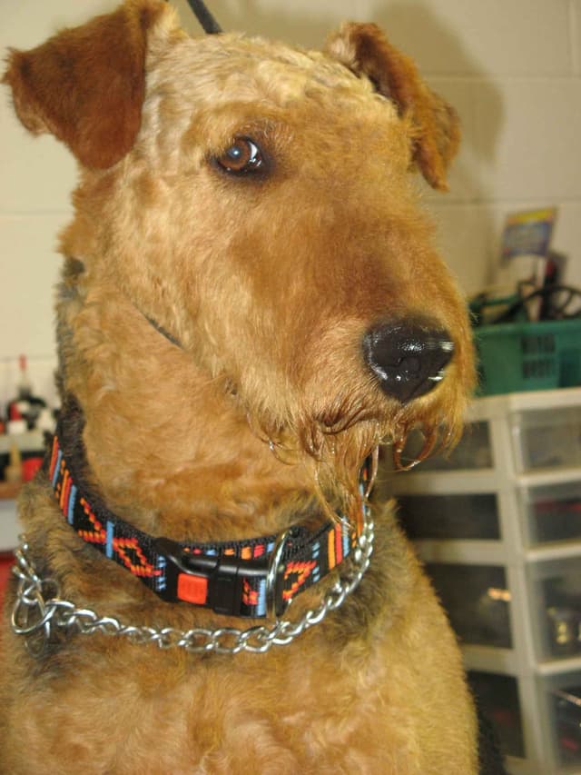 Airedale Terrier Puppies media 2