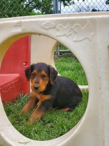 Airedale Terrier Puppies media 3