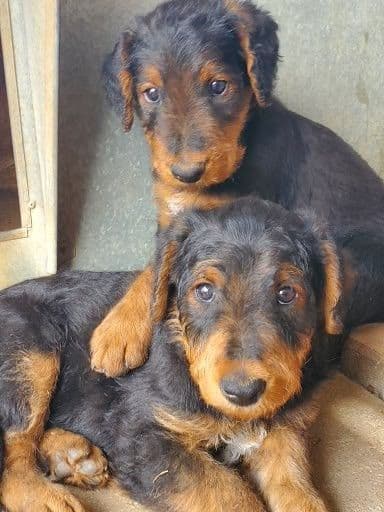 Airedale Terrier Puppies breeder image 21