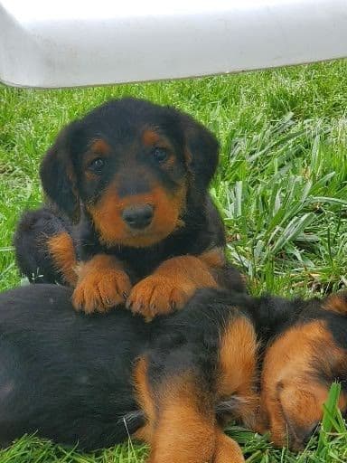 Airedale Terrier Puppies breeder image 23