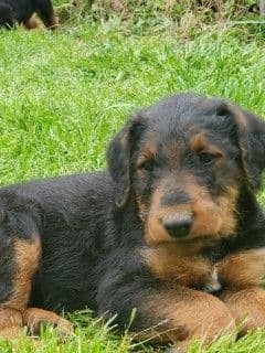 Airedale Terrier Puppies breeder image 24